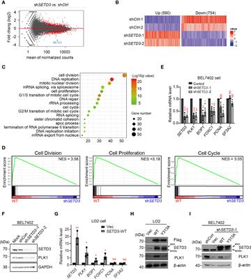 SETD3 Methyltransferase Regulates PLK1 Expression to Promote In Situ Hepatic Carcinogenesis